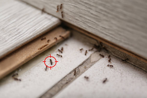 Best Pest Inspection Near Me  in Jamesburg, NJ