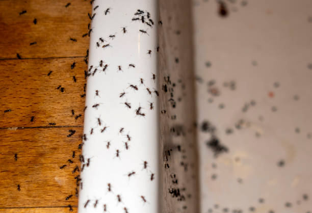 Best Residential Pest Control  in Jamesburg, NJ
